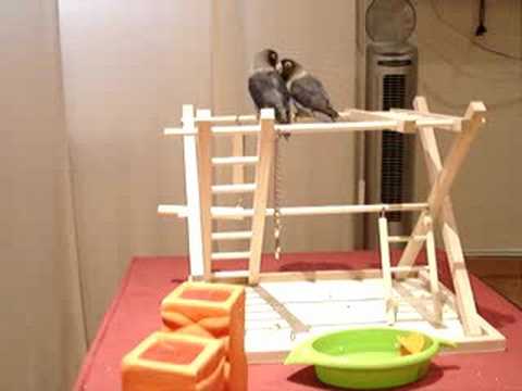 Mis agapornis y su parque de juegos - YouTube