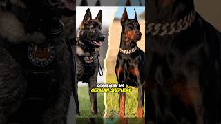 Doberman Vs German Shepherd Whos The Better Guard Dog?