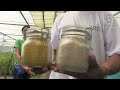 GMO debate for Golden Rice