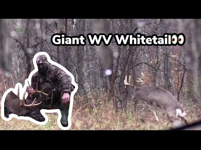 All Videos