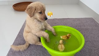 Funny Puppy Tries To Save Ducklingdog Doesnt Allow Duckling To Swim For Fear Of Drowningtoo Cute