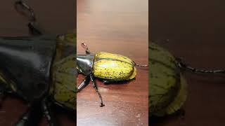 Dynastes Hercules