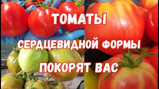 У Этих Сортов Томатов Всегда Обильный Урожай! Буду Выращивать Всегда! Сердцевидные Помидоры