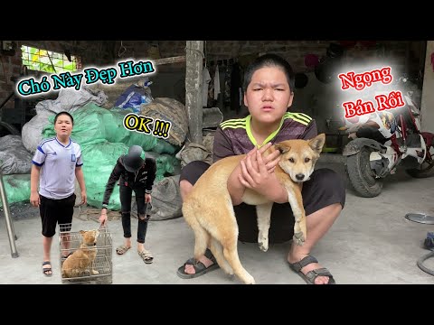 Điệp Lợn Bắt Trộm Ngọng Đem Đi Bán Mua Chó Mới Về Nuôi Và Cái Kết Cực Cay Cú || HGN Vlogs