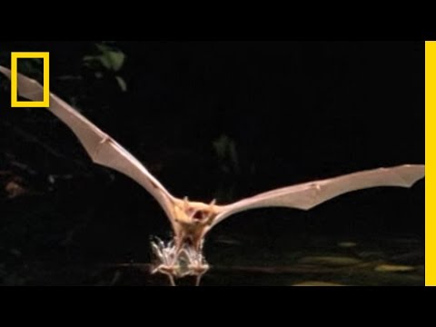 Fishing Bat vs. Catfish 