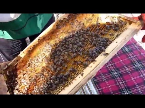Мама для мам: Весенний букет для мамы Ламповые УНЧ на трансформаторах ТАН