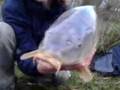 here is avideo of my friends new personal best carp. click on my user name to see my other vids.