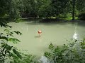 Видео Фламинго в Киевском зоопарке