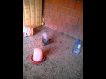 VID 20140106 151707