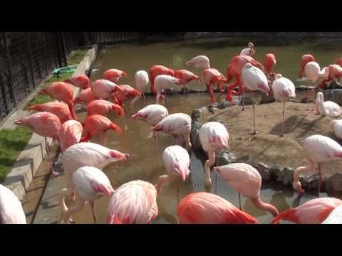 神戸王子動物園 桜満開とフラミンゴ HDR-CX170撮影