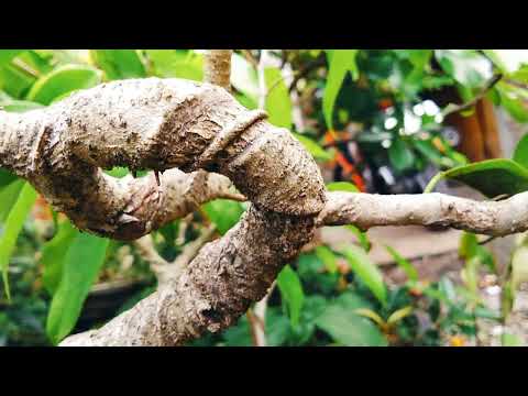 mereview bahan bonsai beringin meliuk di batu