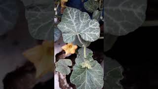 Cucurbita Moschata Calabaza Amarilla