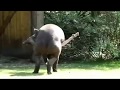 PENE DE 1,50 METROS. EL PENE DEL TAPIR. Uno de los más grandes del reino animal