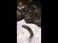 Garden Eel feeding and hiding