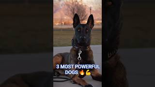 Top 3 Most Powerful Dogs In The World Strongest Guard Dogs Ever
