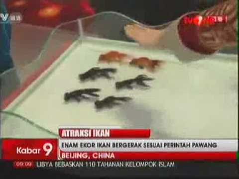 Ikan-ikan Mas Koki ini melakukan atraksi dengan mengikuti perintah
