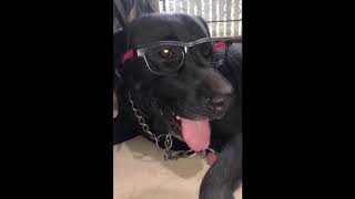 He has a habit of licking my feet in the morning | Pet Story | @Pupkitt Pet Care