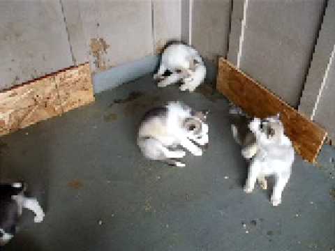 husky puppies playing in snow. Playful Husky Puppy!