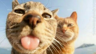 It's TIME for SUPER LAUGH! | The BEST of FUNNY CATS