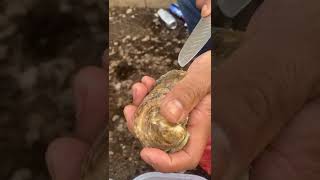 No Abrir Un Ostion To Not Open An Oyster