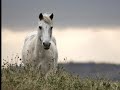 Pour Les Amoureux Des Chevaux 1