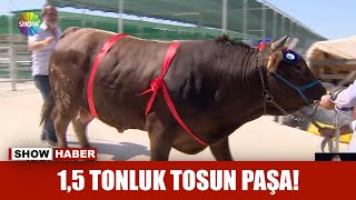 1,5 tonluk Tosun Paşa!