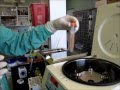 Watch Stem Cell Procedure at Surf Paws Animal Hospital in Hawaii Kai, Honolulu Video