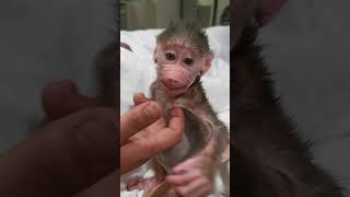 Funny Baby Monkeys Monkey Baboon Cute Małpka Pawian Słodka Śmieszne