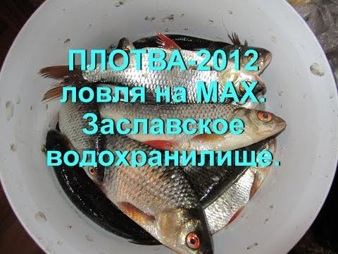 ловля плотвы минск ловля плотвы минск