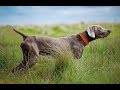 En iyi 10 Av Köpeği Irkları