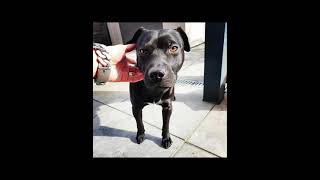 Patterdale Art Instagram Estacado Update Bsl Fell Terriers Late Feb21 Dogs Bull&Terrier Working Hunt