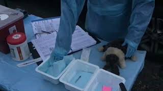 Isef 2022 Anim066 Vaccine Clinic Demo By Caleb Smith