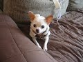 BELLA mini chiwawa