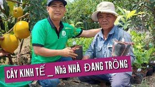 Cây Giống Vú Hoàng Kim Đã Đến Nơi Nhà Vườntrung Tâm Cây Giống Zalophone 0345679887