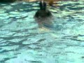 Renang gaya dada - Breaststroke Swimming Technique