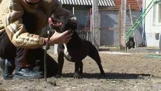 Staffordshire Bull Terrier Roxy