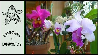 Three Sizes of Cattleya & Other Updates