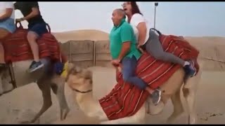 Camel Struggles With Heavy Couple