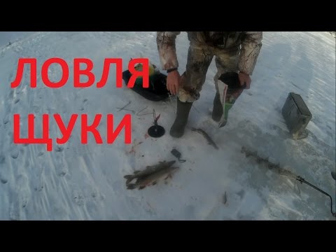 ловля щуки на живца весной на жерлицы ловля щуки на живца весной на жерлицы