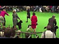 Westminster 2012 Portuguese Water Dogs