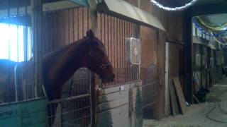 Horse Burping