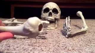 Undead Reviews Michaels Skeleton Set