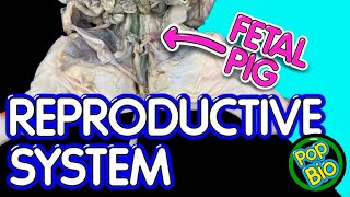 Fetal Pig Dissection Part 4 Reproductive System Anatomy