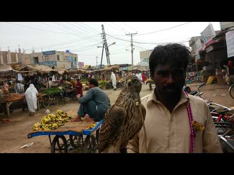Pakistani eagle punjab sindh sargodha multan faisalabad