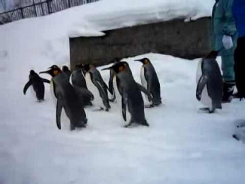 動物園のペンギン盗む