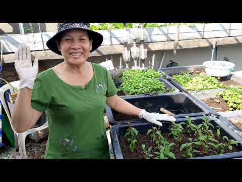 Hướng dẫn trồng Rau Răm bằng cọng , mua rau ngoài chợ về trồng , lên tốt | Khoa Hien 330