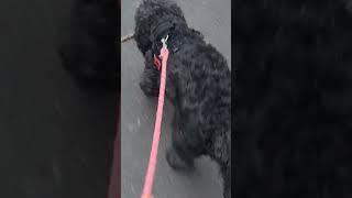 Amora Are You Smoke Cigarette Ahahhahha