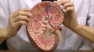 腎臓，3倍大ベーシックモデル：動画