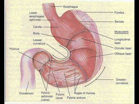 lump in stomach painful