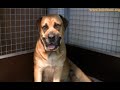 Bayo Boerboels pups Bleur 13 mei 2010